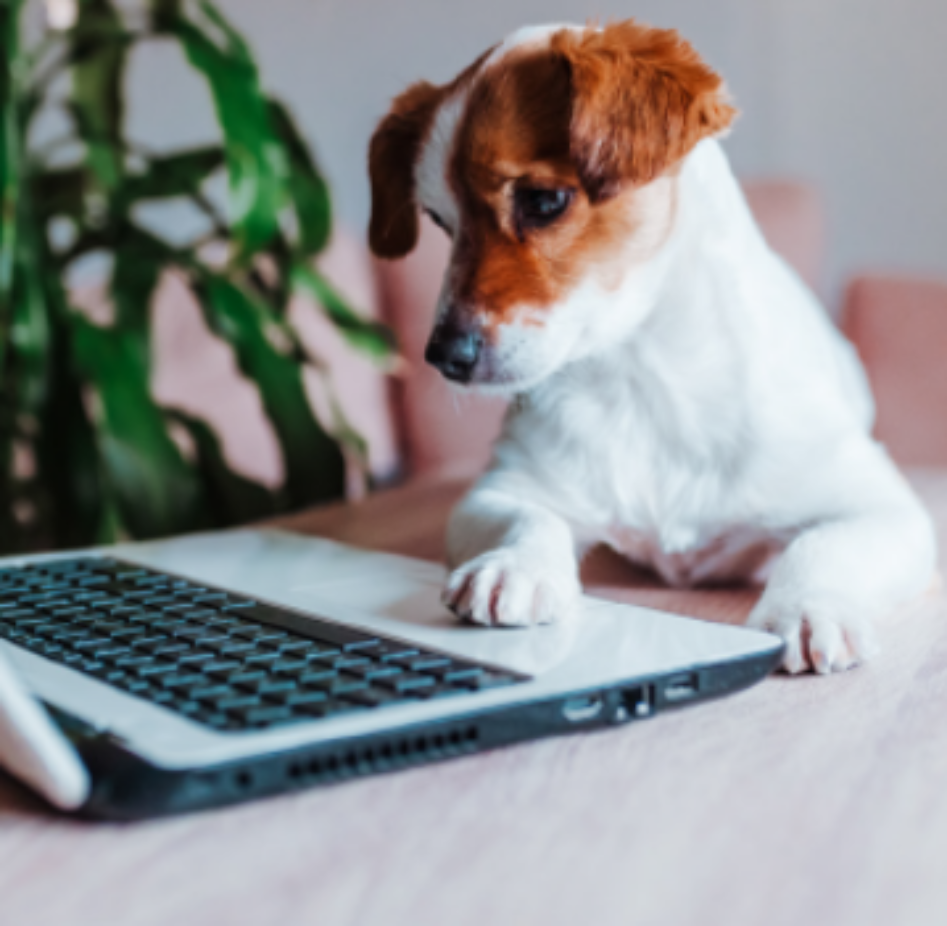 Small dog at a laptop